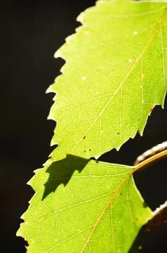 Two green leaves in back-light Stock Photos