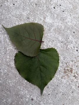 Two Green Leaves on Concrete Surface Stock Photos