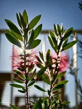 Two green leaves with red flowers on them Stock Photos