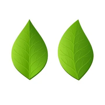 Two Green Leaves on White Background. Vector Иллюстрация