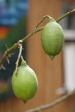 Two green lemons on a lemon tree growing inside premise Stock Photos