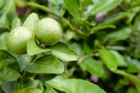 Two green lemons on the tree Foto stock