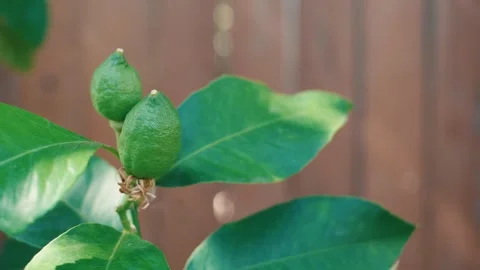Two green lemons on a tree in spring Stock Footage 277453723