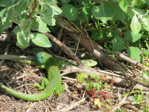 Two green lizards Stock Photos