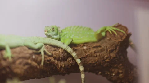 Two green lizards resting on a branch Stock Footage 329030608