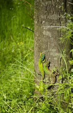 Two green lizards on a tree bark Stock Photos