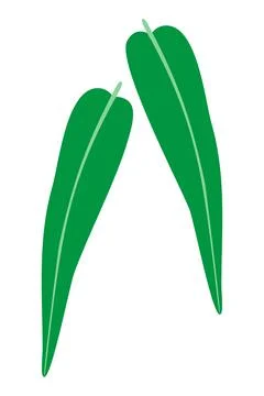 Two green long eucalyptus leaves logo icon Stock Illustration