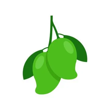 Two green mango vector illustration isolated on white background Stock Illustration