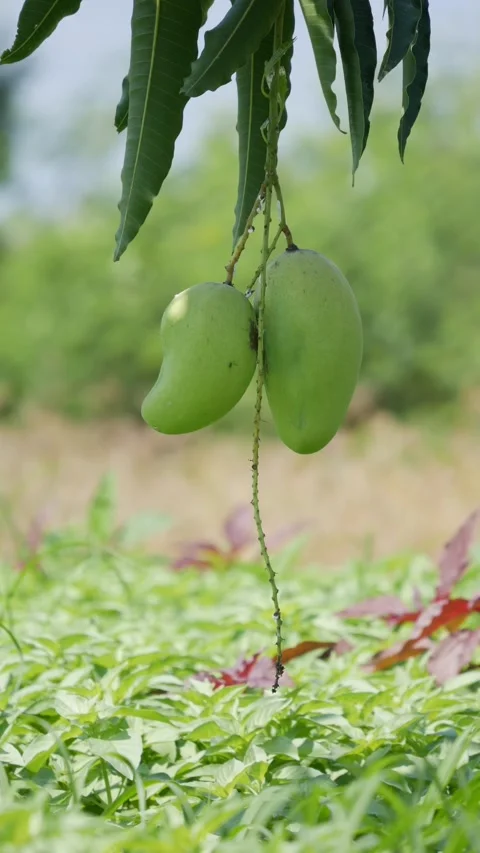 Two green mangoes hang from a tree branch in a lush tropical orchard with blurre Video stock 339279996
