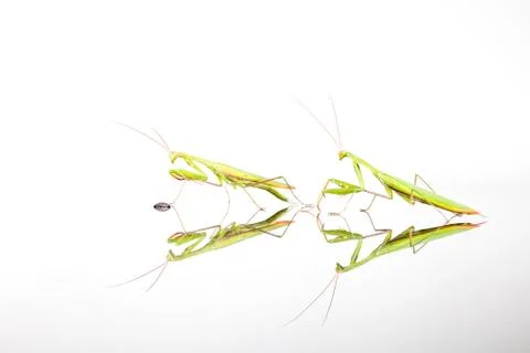 Two Green Mantis Foto stock