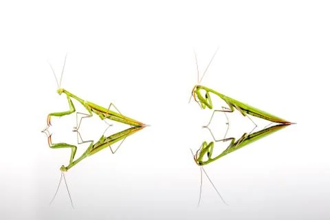 Two Green Mantis Stock Photos