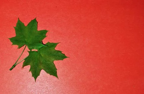 Two green maple leaves. Maple leaves on a pink paper background. Stock Photos