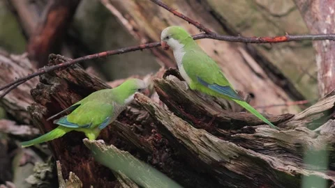 Two green monk parakeet parrots feed each other out of a dead wood, static Video stock 254535615