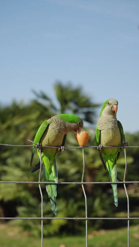 Two green monk parakeets perched on wire fence 動画素材 337104110