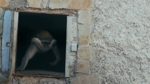 Two green monkeys near the door of his house (chlorocebus sabaeus) Stock Footage 101725552