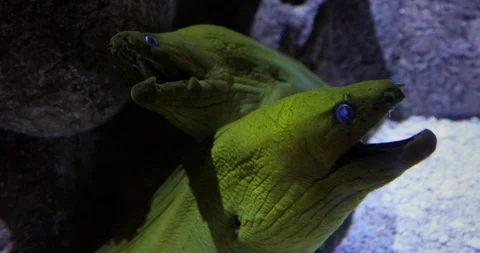 Two Green Moray Eels (Gymnothorax funebris) in the Atlantic Ocean Stock Footage 92579371
