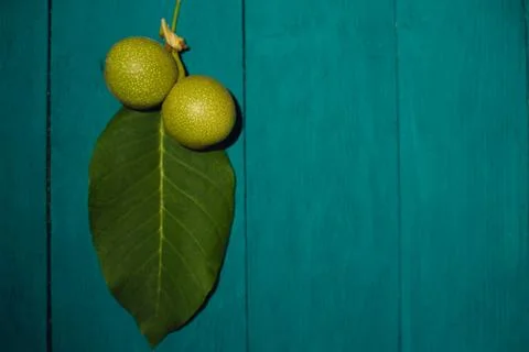 Two green nuts and a leaf on a blue background 스톡 사진