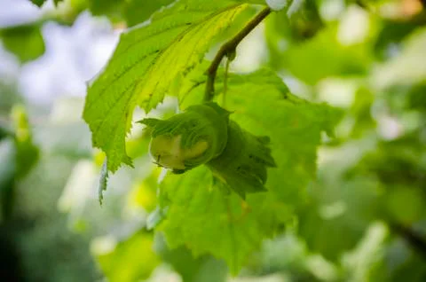 Two green nuts ripening on a tree branch, unripe hazel, Corylus avellana Stock Photos