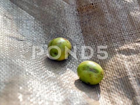 Two green olives Stock Photos