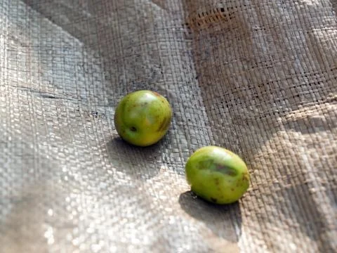 Two green olives Stock Photos