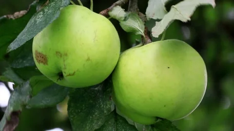Two green organic apples on tree,  macro Stock Footage 218718709