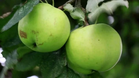 Two green organic apples on tree,  macro Stock Footage 221393203