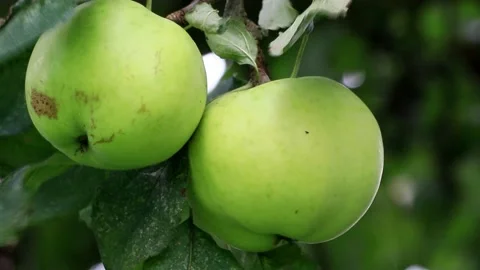 Two green organic apples on tree,  macro Stock Footage 221406298