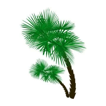 Two green palm trees at an angle isolated on white background. illustration Stock Illustration