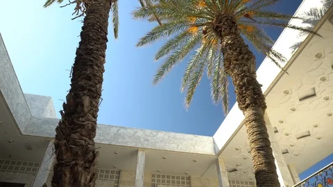 Two green palm trees stand in the middle of the yard. Bottom view Stock Footage 120081825