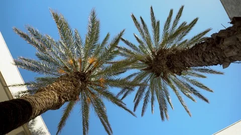 Two green palm trees stand in the middle of the yard. View from below. The Stock Footage 120081873