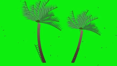 Two green palm trees standing together as a tropical illustration represent.. Video stock 341180137