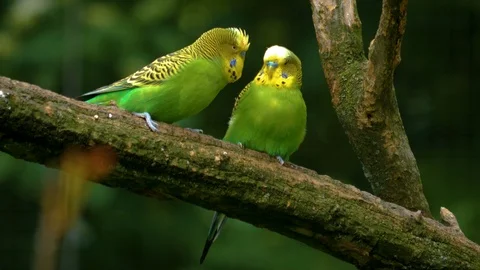 Two green parakeet on a branch 库存影片 108929549