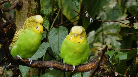 Two green parakeet on a branch Video stock 117795694