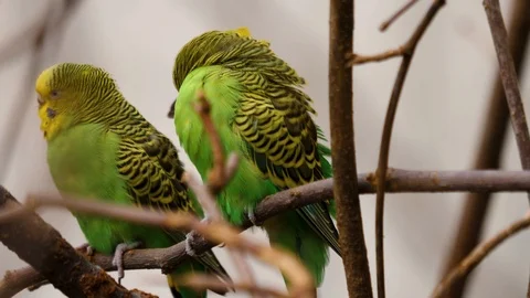 Two green parakeet on a branch Stockbeeldmateriaal 123942679