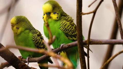 Two green parakeet on a branch Video stock 144041741