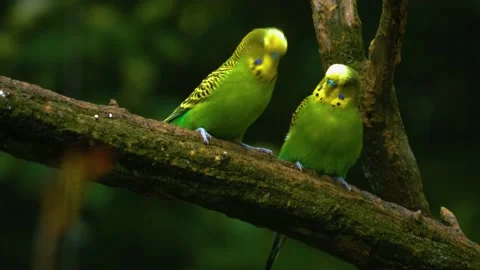  Two green parakeet Stock Footage 139343116