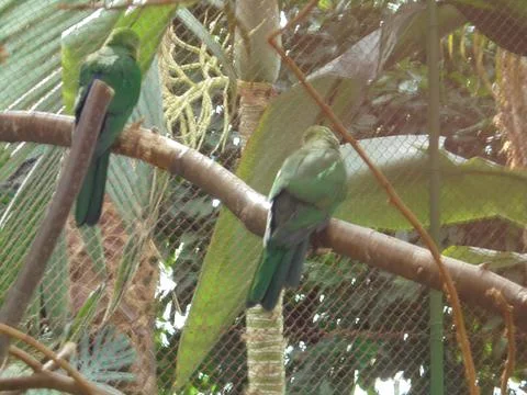 Two green parakeets on a branch in aviary, Flora Olomouc 写真素材