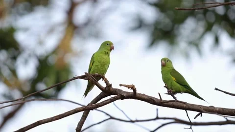 Two green parakeets perched on a branch against a sky background 動画素材 310683629