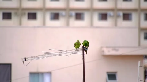 Two Green Parakeets Perched On A TV Antenna. - wide shot 動画素材 301634838