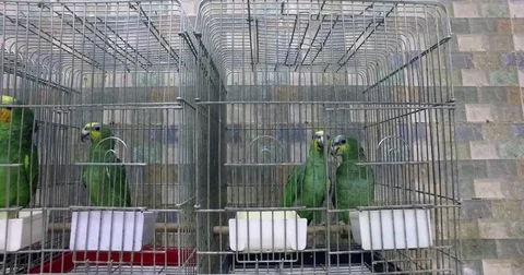 Two green parakeets in a pet store 2 Stock Footage