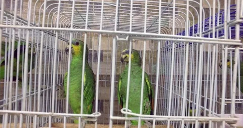 Two green parakeets in a pet store. Stock Footage 77556957