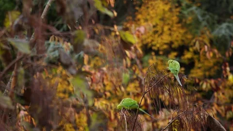 Two green parakeets in tree in French woods Autumn 動画素材 295334673