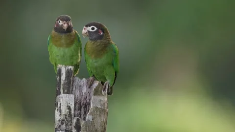 Two green parrot with brown head on the old palm tree trunk. Parrot, Pionopsitta Stock Footage 296652340