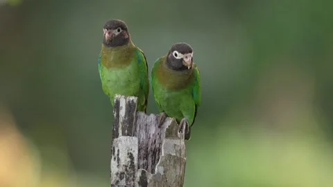 Two green parrot with brown head on the old palm tree trunk. Parrot, Pionopsitta Stock Footage 296652362
