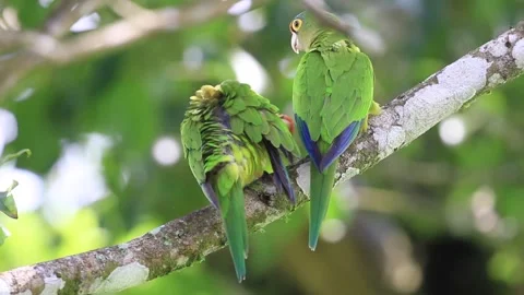 Two green parrots are perched on a branch 動画素材 271607876