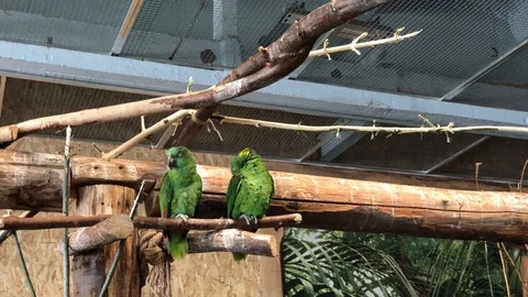 Two green parrots cleaning themselves in Papugarnia in Warsaw, Poland Video stock 109117761