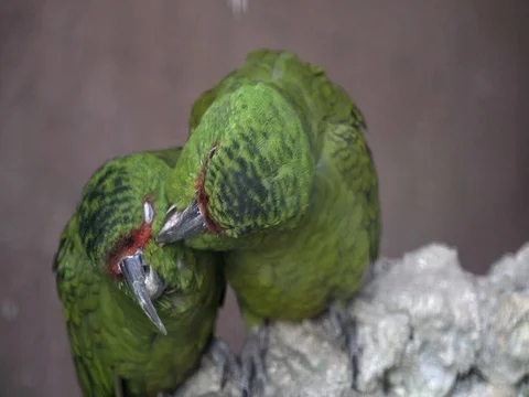 Two green parrots fighting Video stock 82824607