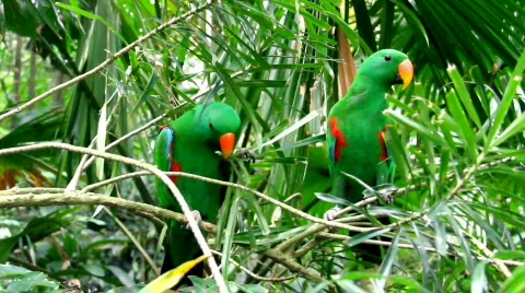 Two green parrots Stockbeeldmateriaal 645180