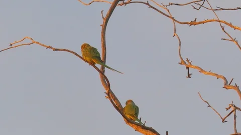 Two green parrots Stock Footage 106091529