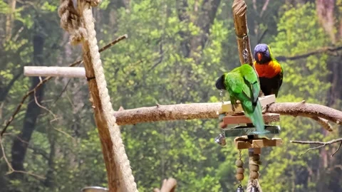 Two green parrots perch on a branch. Playing bird. Rainbow color. Animal plays 스톡 동영상 232472241